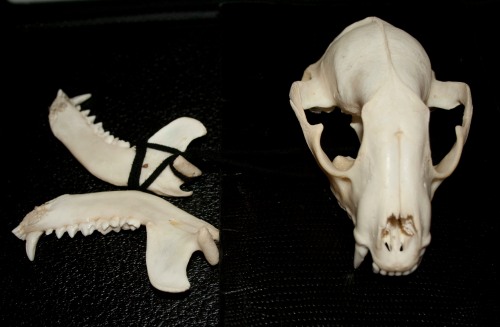 skull and jaw